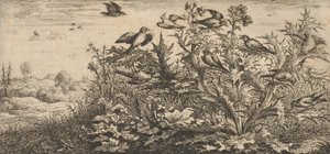 Carduelis, Chardonnet De Putter: Livre d