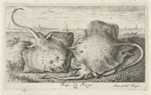 Drie roggen op het strand door Albert Flamen