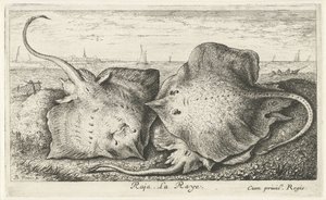 Drie roggen op het strand