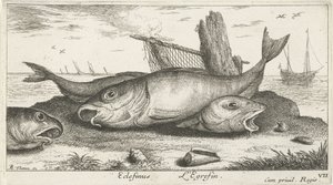 Drie schelvissen op het strand Vissen en andere zeedieren - zoutwater derde reeks Poissons de mer