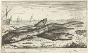 Drie zeepalingen op het strand