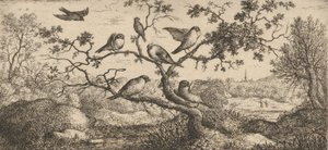 Ficedula, Piuoyne De Goudvink: Boek van Vogels