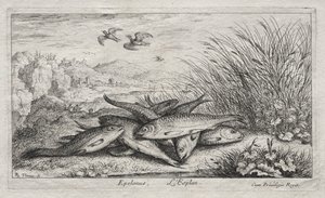 Zoetwatervissen, Deel II: Epelanus, L