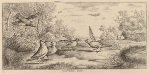 Garrulus, De Gaai