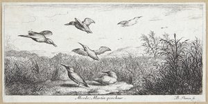 IJsvogel (Alcedo)