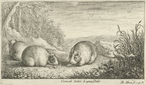 Knaagdieren