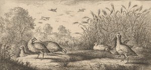 Perdix rubra, Perdix rouge De Roodpootpatrijs: Livre d