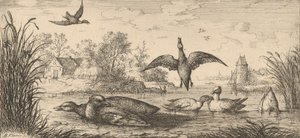 Querquedula, Cercelle De Wintertaling: Livre d