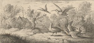 Rusticula, Beccasse De Houtsnip: Livre d