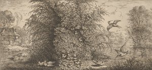 Rusticula minor, Beccassine De Snip: Livre d