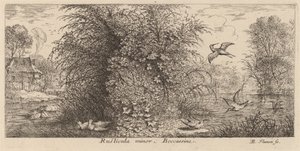 Rusticula minor, de snip door Albert Flamen