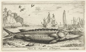 Steur op het strand door Albert Flamen