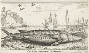 Steur op het strand door Albert Flamen