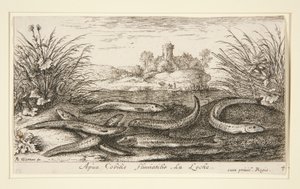 De Elrits, uit het tweede deel van de serie Zoetwatervissen