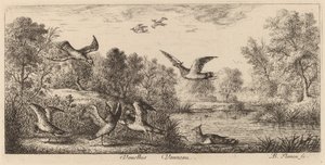 Vanellus, De Kievit