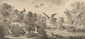 Vanellus, Vanneau De Kievit: Livre d
