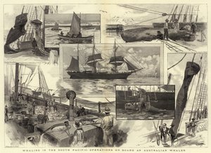 Walvisvangst in de Zuidelijke Stille Oceaan, operaties aan boord van een Australische Walvisvaarder