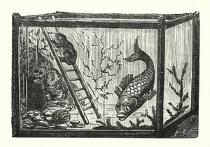 Vis en kikker in een viskom (gravure) door Albert Robida