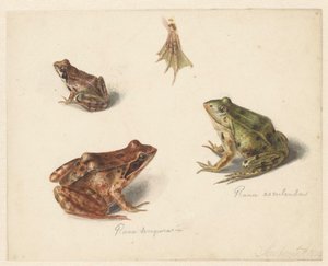 Blad met studie van een bruine landkikker rechts, links een groene waterkikker