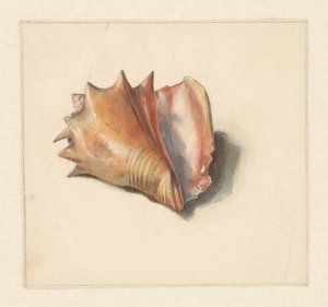 Studie van een schelp