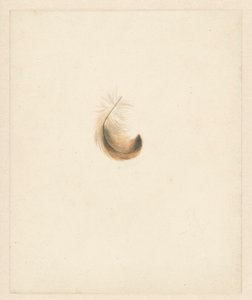 Studie van een veertje door Albertus Steenbergen