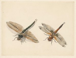 Studie van twee libellen