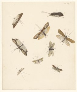 Studieblad met acht nachtvlinders door Albertus Steenbergen