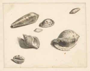 Studieblad met diverse schelpen