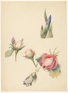 Studieblad met drie rozen en een iris