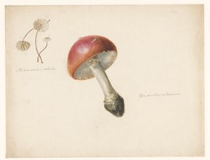 Studieblad met paddestoelen, de Amanita Rubescens en de Marasmius Rotula door Albertus Steenbergen