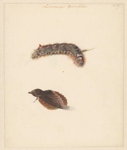 Studieblad met rups en nachtvlinders, Lasiocampa Quireifolia