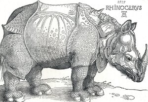 Een neushoorn