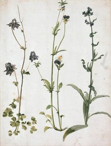 Akelei, Stiefmoeder en Ochsenzunge, Eerste kwart van de 16e eeuw door Albrecht Dürer