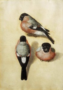Vogel in drie posities, 1520