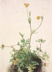 Boterbloemen, Rode Klaver en Weegbree, 1526