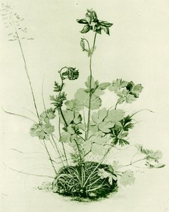 Akelei door Albrecht Dürer