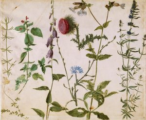 Acht Studies van Wilde Bloemen