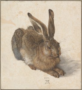 Hase, 1502 door Albrecht Dürer