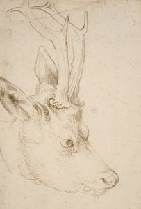 Hoofd van een ree door Albrecht Dürer