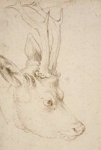 Hoofd van een Ree, 1503 door Albrecht Dürer