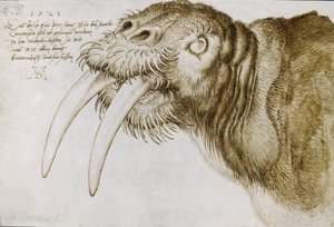 Hoofd van een walrus, 1521 door Albrecht Dürer