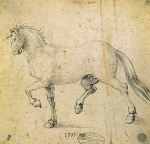 Paard