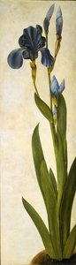 Iris troiana, ca. 1505-1508