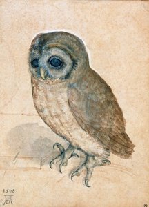 Kleine uil, 1508 door Albrecht Dürer
