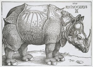 Neushoorn