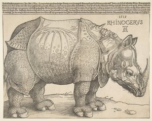 De neushoorn door Albrecht Dürer
