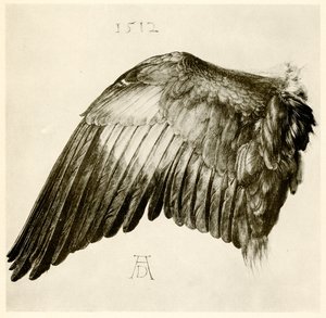 Vleugel van een blauwe scharrelaar door Albrecht Dürer
