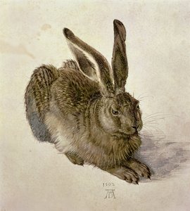 Jonge haas