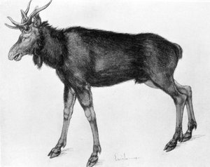 Jonge Scandinavische eland met onvolgroeide geweien door Albrecht Dürer