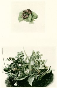 Viooltjes door Albrecht Dürer